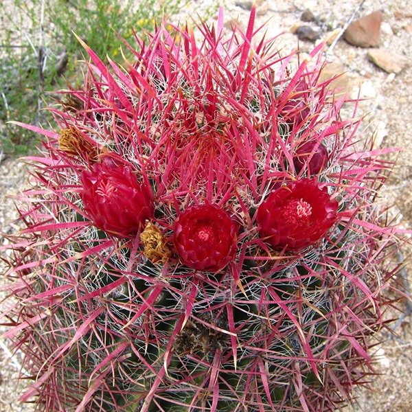 เมล็ด Ferocactus coloratus 